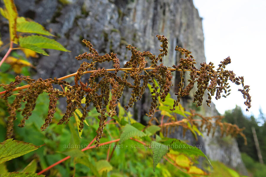 goat's beard seeds (Aruncus dioicus (Aruncus sylvester)) [Table Rock Trail, Table Rock Wilderness, Clackamas County, Oregon]