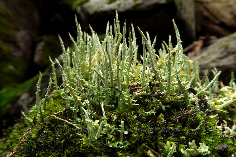 lichen forest [Eunice Lake, Indian Heaven Wilderness, Skamania County, Washington]