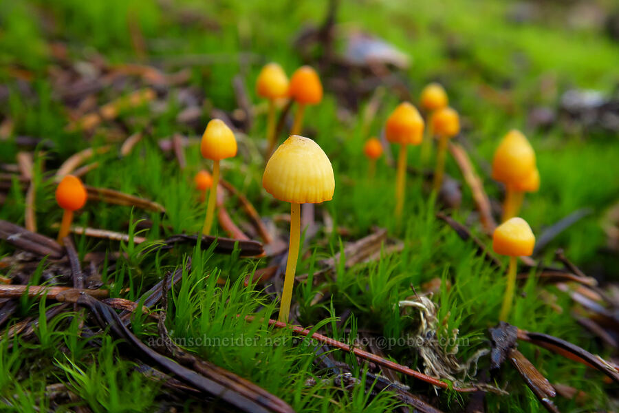 tiny orange mushrooms [Eunice Lake, Indian Heaven Wilderness, Skamania County, Washington]