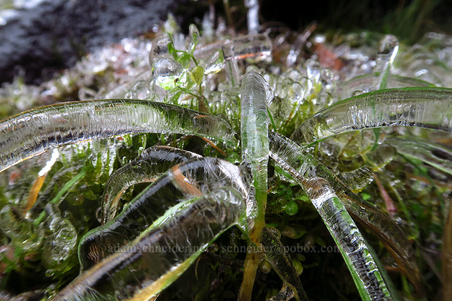 ice on grass leaves [Falls Creek Falls, Gifford Pinchot National Forest, Skamania County, Washington]