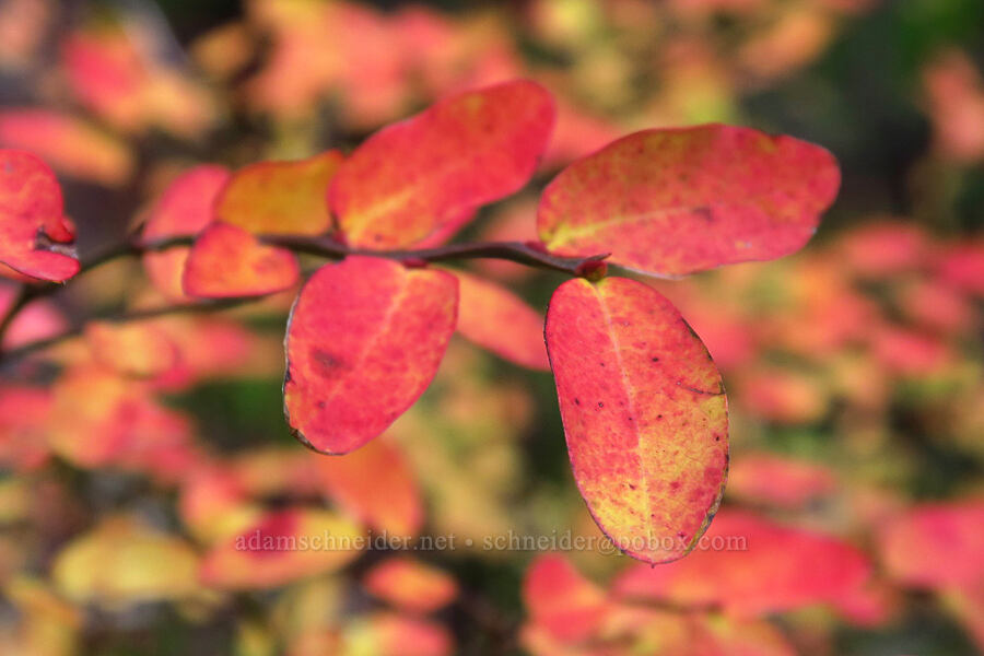 huckleberry leaves (Vaccinium sp.) [Falls Creek Trail, Gifford Pinchot National Forest, Skamania County, Washington]