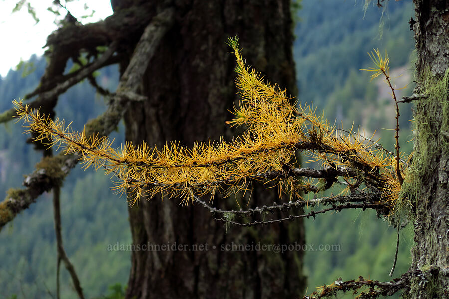 larch needles (Larix occidentalis) [Falls Creek Trail, Gifford Pinchot National Forest, Skamania County, Washington]