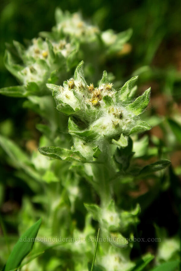lowland cudweed (Gnaphalium palustre) [Cooper Mountain Nature Park, Washington County, Oregon]