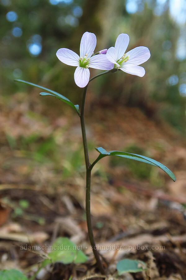 oaks toothwort (Cardamine nuttallii) [Mount Talbert Nature Park, Clackamas County, Oregon]