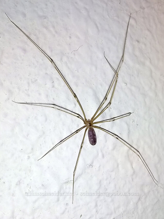 daddy-long-legs spider (Pholcus phalangioides) [Whitaker Street, Portland, Multnomah County, Oregon]