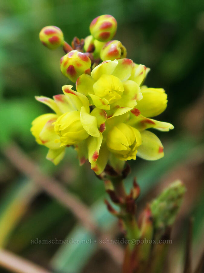 Oregon-grape flowers (Mahonia nervosa (Berberis nervosa)) [Tryon Creek State Park, Portland, Multnomah County, Oregon]