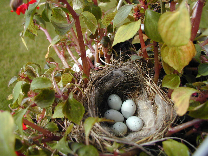 bird's nest [West 7th Street, Morris, Stevens County, Minnesota]