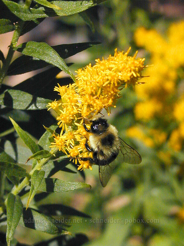 bumblebee on goldenrod (Bombus sp., Solidago sp.) [Rib Mountain, Wausau, Marathon County, Wisconsin]