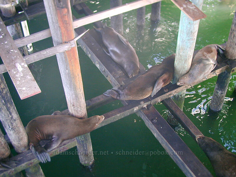 California sea lions (Zalophus californianus) [Santa Cruz Municipal Wharf, Santa Cruz, California]