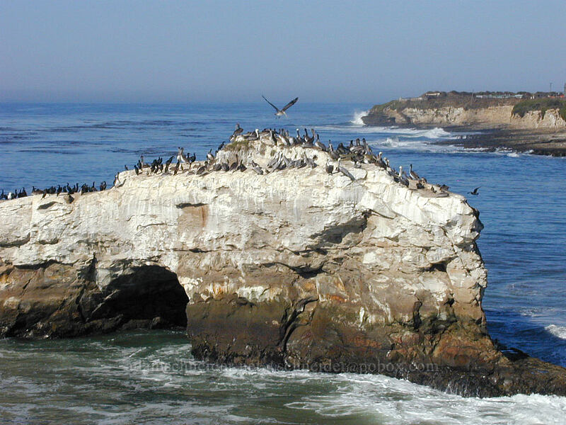 shore birds [Natural Bridges State Beach, Santa Cruz, California]