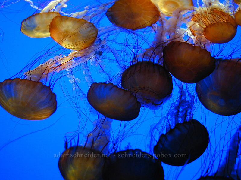sea nettles (Chrysaora fuscescens) [Monterey Bay Aquarium, Monterey, California]