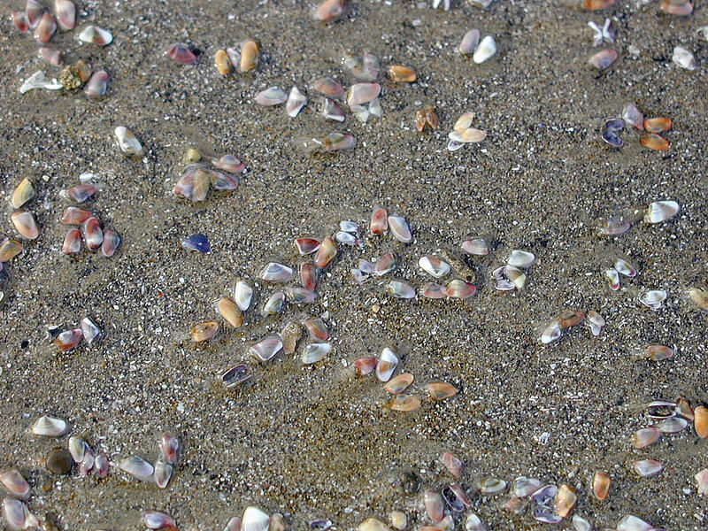 bean clams (coquina shells) (Donax gouldii) [Venice Beach, Los Angeles, California]