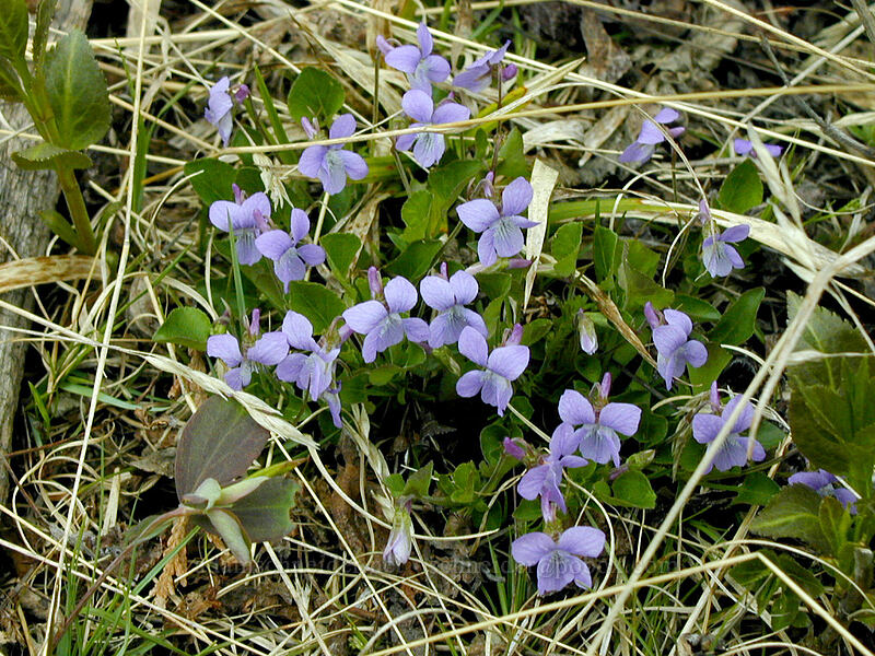 wild violets (Viola sp.) [Blueberry Hill, Cook County, Minnesota]