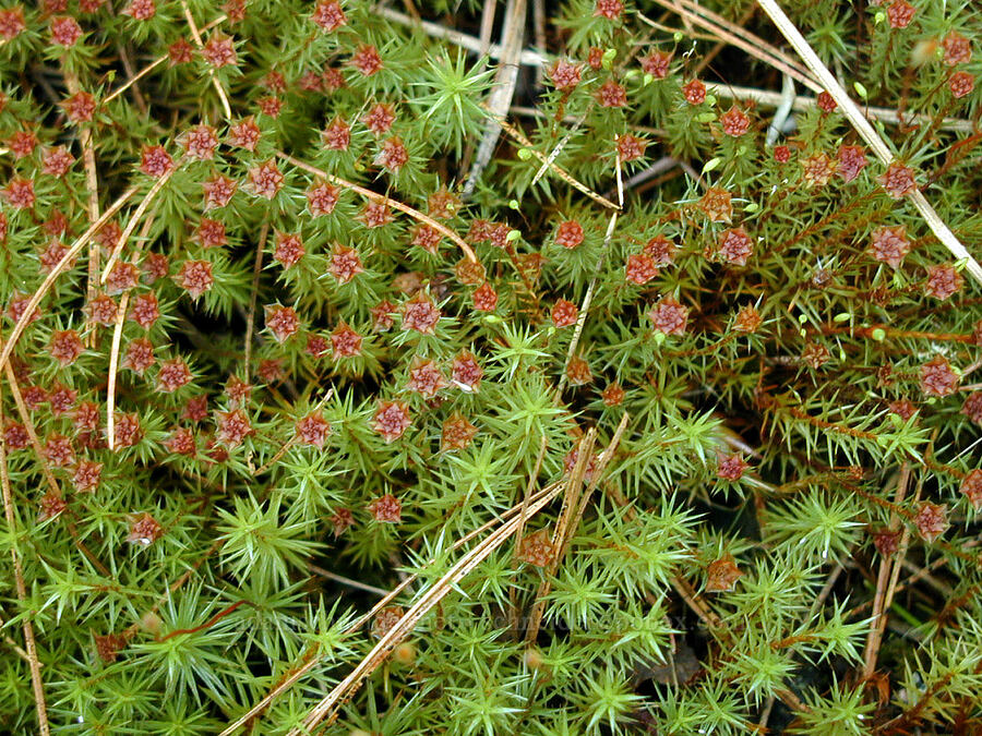 juniper hair-cap moss (Polytrichum juniperinum) [Blueberry Hill, Cook County, Minnesota]