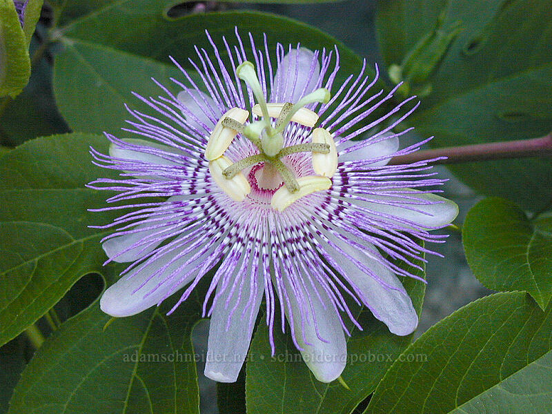 passion flower (Passiflora sp.) [Smithsonian Butterfly Garden, Washington, DC]