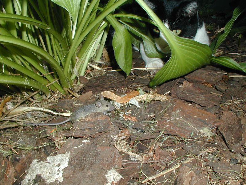 Crash stalking a mouse (Felis catus, Mus sp.) [Goodrich Ave., Saint Paul, Ramsey County, Minnesota]