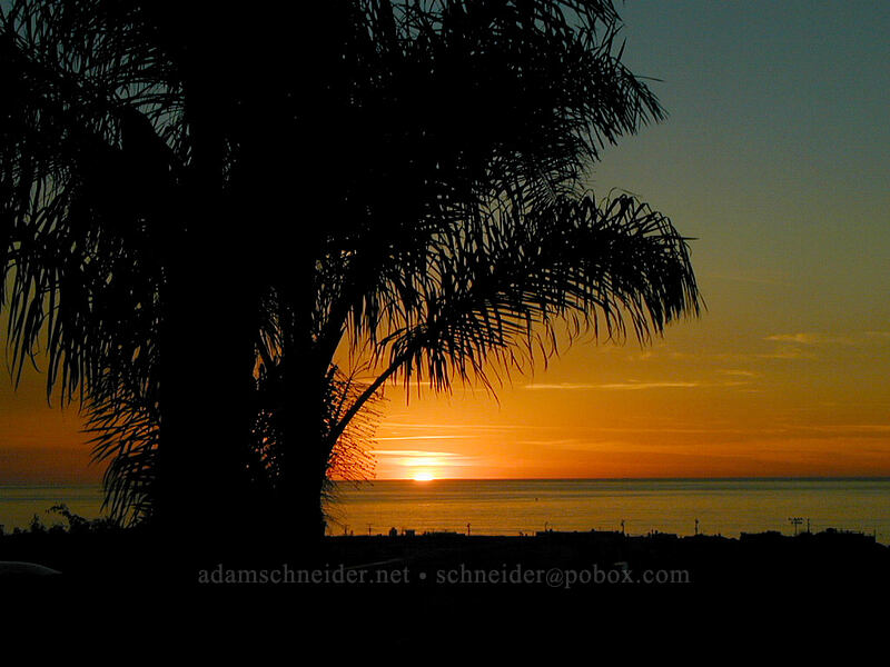 sunset & palm tree [9th Ave., Hermosa Beach, Los Angeles County, California]