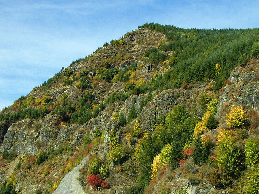 recovering autumn hillside [Spirit Lake Memorial Highway, Cowlitz County, Washington]