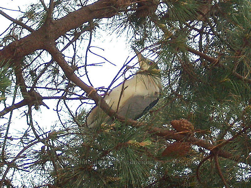 black-crowned night heron in a tree (Nycticorax nycticorax) [West Cliff Drive, Santa Cruz, California]