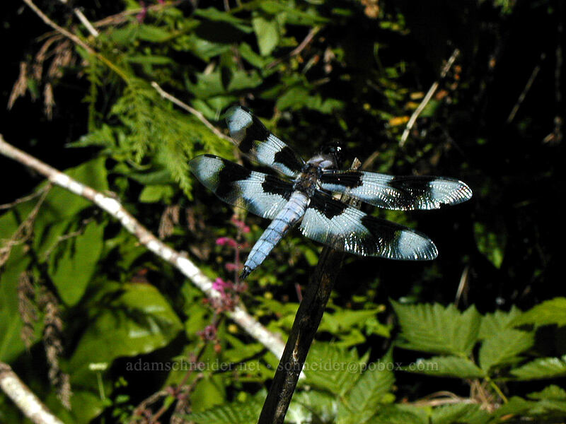 eight-spotted skimmer dragonfly (Libellula forensis) [Matheson Lake Regional Park, Metchosin, British Columbia, Canada]