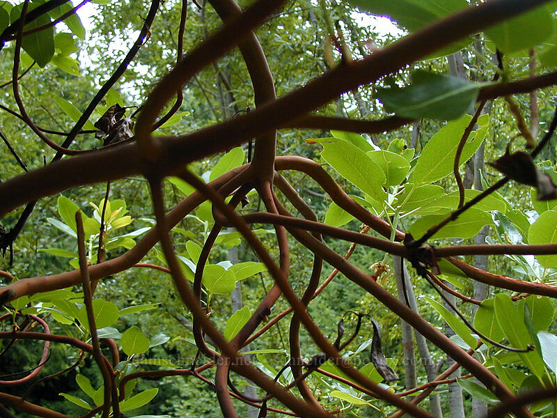 arbutus (madrone) branches (Arbutus menziesii) [Hawthorne Place, North Saanich, British Columbia, Canada]