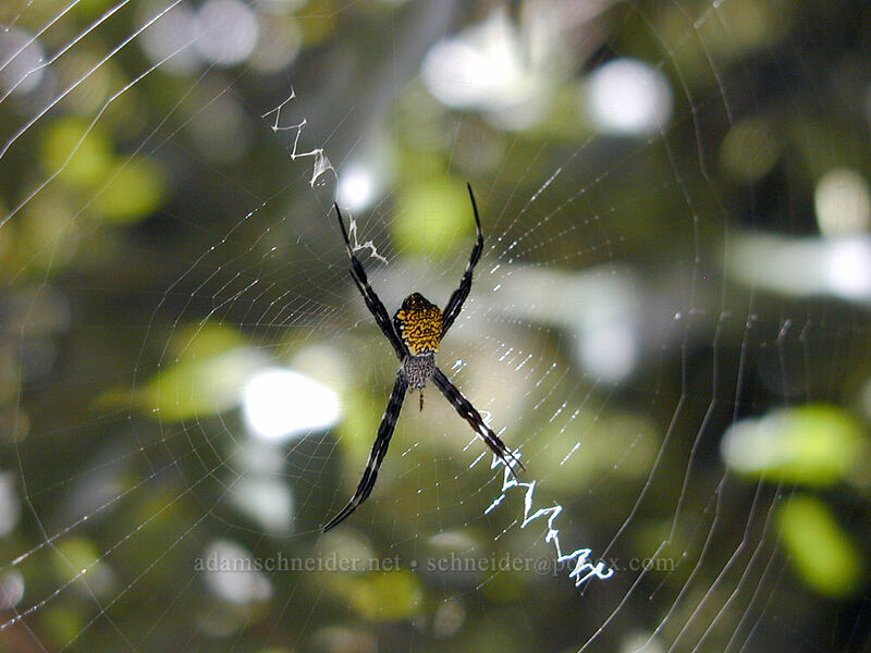 Hawaiian garden spider (Argiope appensa) [Classic Vacation Cottages, Kalaheo, Kaua'i, Hawaii]