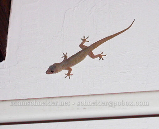 gecko on the wall [Classic Vacation Cottages, Kalaheo, Kaua'i, Hawaii]
