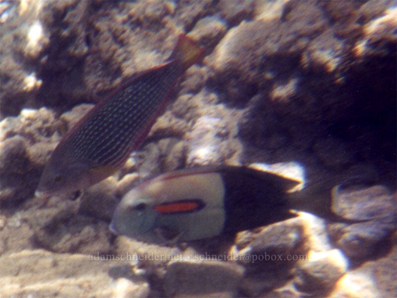 pearl wrasse and orangebar surgeonfish (Anampses cuvier, Acanthurus olivaceus) [Po'ipu Beach Park, Po'ipu, Kaua'i, Hawaii]