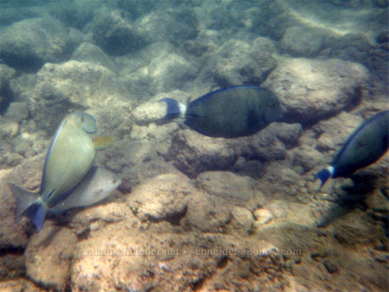 surgeonfish (Acanthurus sp.) [Po'ipu Beach Park, Po'ipu, Kaua'i, Hawaii]