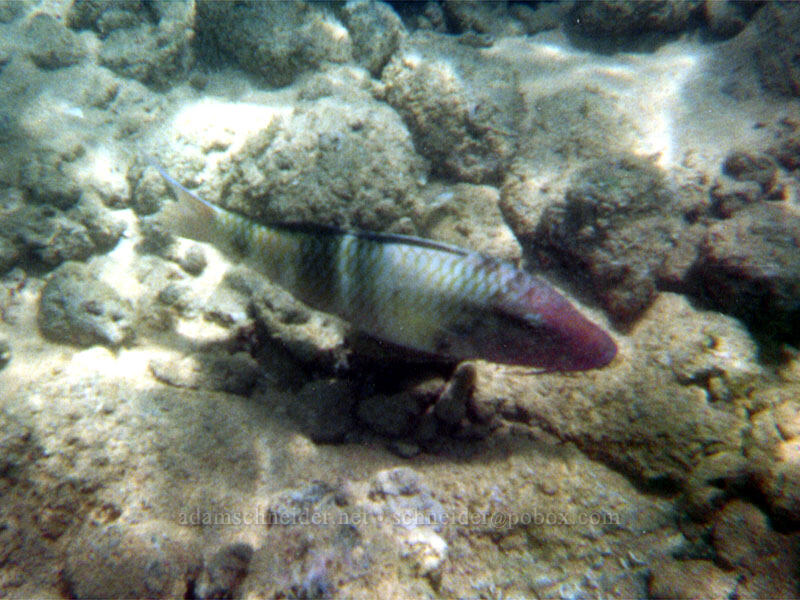 many-bar goatfish (Parupeneus multifasciatus) [Po'ipu Beach Park, Po'ipu, Kaua'i, Hawaii]