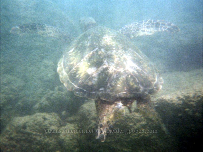 sea turtle (Chelonia mydas) [Prince Kuhio Park, Po'ipu, Kaua'i, Hawaii]
