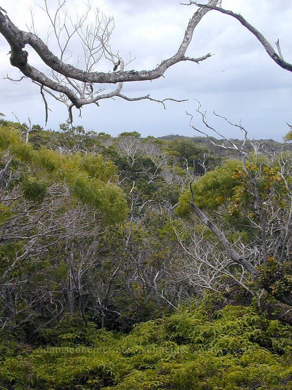 trees [Awa'awaphui Trail, Koke'e State Park, Kaua'i, Hawaii]