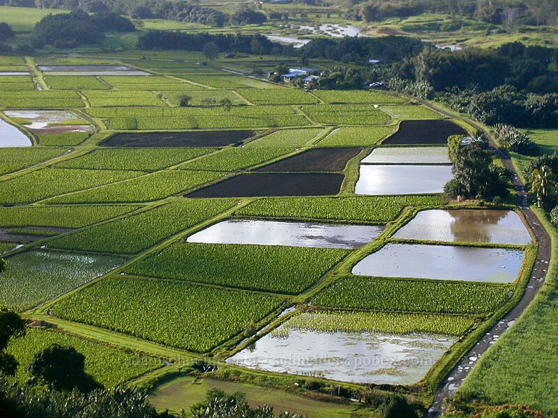 taro fields in the Hanalei Valley [Hanalei Lookout, Hanalei, Kaua'i, Hawaii]
