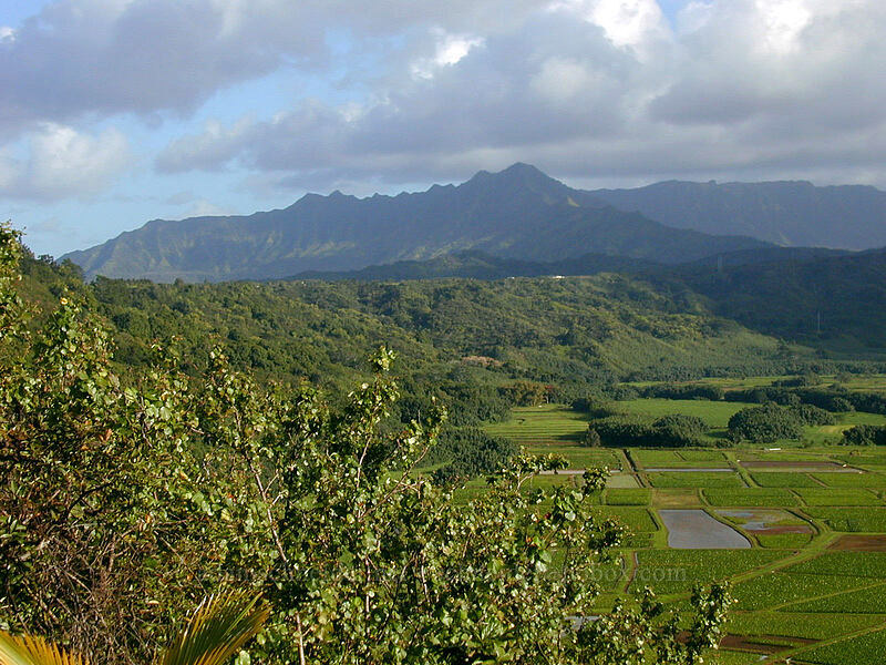 Hanalei Valley, looking southeast [Hanalei Lookout, Hanalei, Kaua'i, Hawaii]