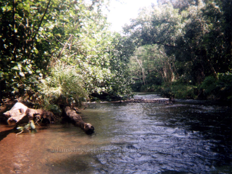 rapids upstream from the kayak landing [Wailua River State Park, Wailua, Kaua'i, Hawaii]