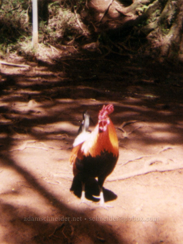 rooster looking for a handout [Wailua River State Park, Wailua, Kaua'i, Hawaii]