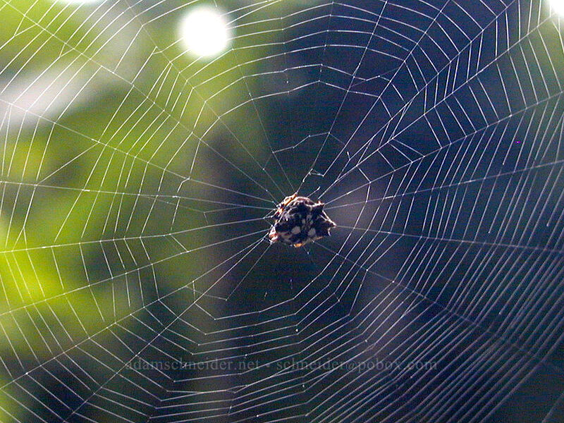 spiny-backed spider (Thelacantha brevispina) [Glo Manor, Anini Beach, Kaua'i, Hawaii]