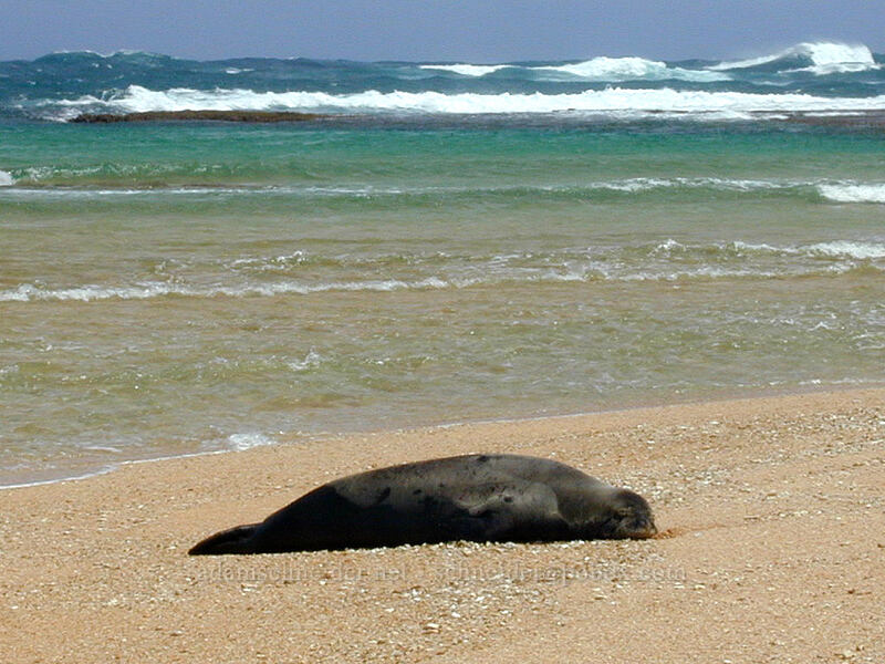 monk seal taking a nap (Neomonachus schauinslandi (Monachus schauinslandi)) [Tunnels Beach, Ha'ena, Kaua'i, Hawaii]