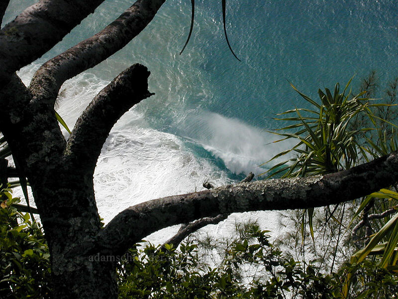 breaking surf seen through a pandanus tree [Kalalau Trail, Na Pali Coast State Park, Kaua'i, Hawaii]