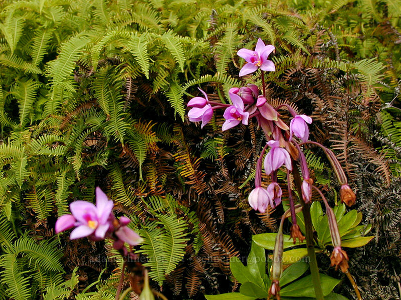 Philippine ground orchids (Spathoglottis plicata) [Kalalau Trail, Na Pali Coast State Park, Kaua'i, Hawaii]