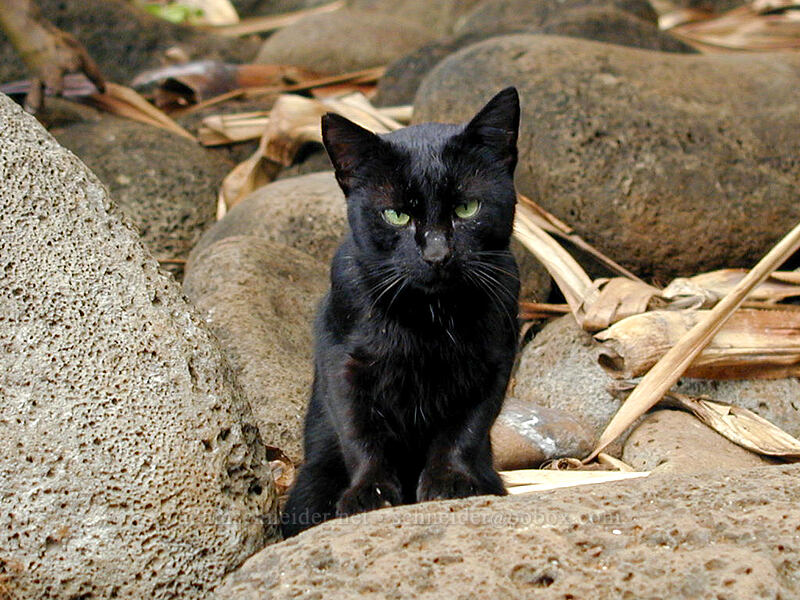 feral cat [Hanakapi'ai Beach, Na Pali Coast State Park, Kaua'i, Hawaii]