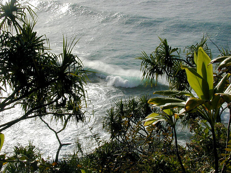 looking down through trees to breaking surf [Kalalau Trail, Na Pali Coast State Park, Kaua'i, Hawaii]