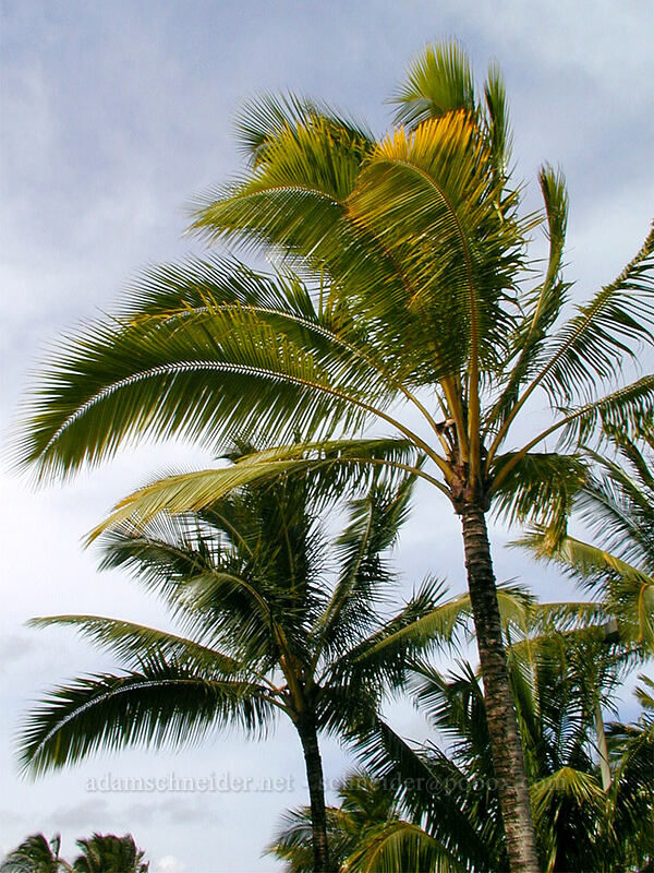 palm trees (Cocos nucifera) [Lihu'e Airport, Lihu'e, Kaua'i, Hawaii]