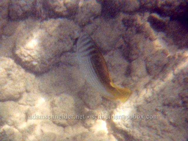 Threadfin butterflyfish. , Kaua'i