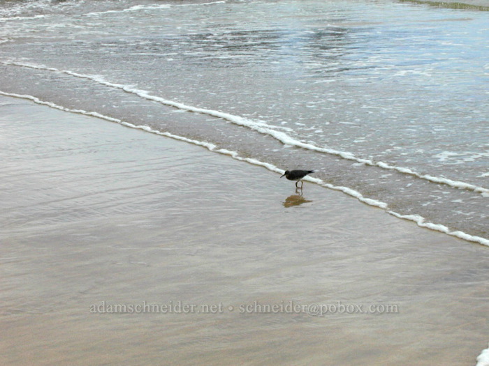 shore bird [Kilauea Bay, Kilauea, Kaua'i, Hawaii]