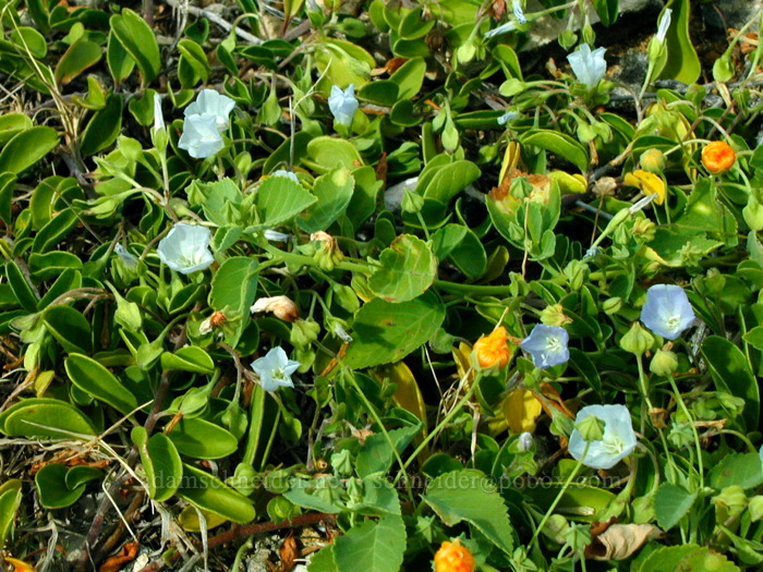 pa'u o Hi'iaka (oval-leaf clustervine) (Jacquemontia sandwicensis (Jacquemontia ovalifolia ssp. sandwicensis)) [Maha'ulepu Beach, Maha'ulepu, Kaua'i, Hawaii]