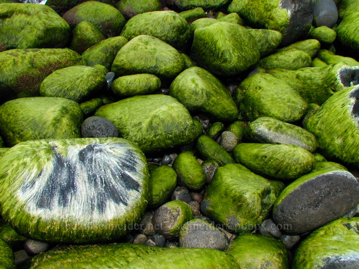seaweed-covered rocks [Hanakapi'ai Beach, Na Pali Coast, Kaua'i, Hawaii]