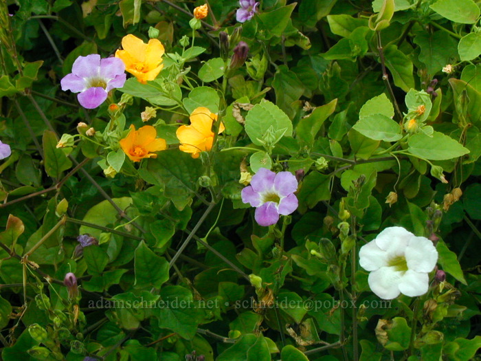 yellow 'ilima & Chinese violet (Sida fallax, Asystasia gangetica) [Kumukumu (Donkey) Beach, Kealia, Kaua'i, Hawaii]