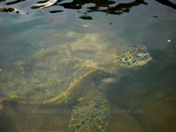 sea turtle (Chelonia mydas) [Koloa Landing, Po'ipu, Kaua'i, Hawaii]