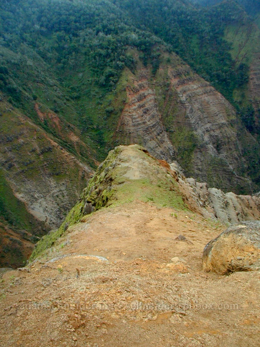 end of the spur ridge on the Ditch Trail [Po'omau Canyon Ditch Trail, Koke'e State Park, Kaua'i, Hawaii]